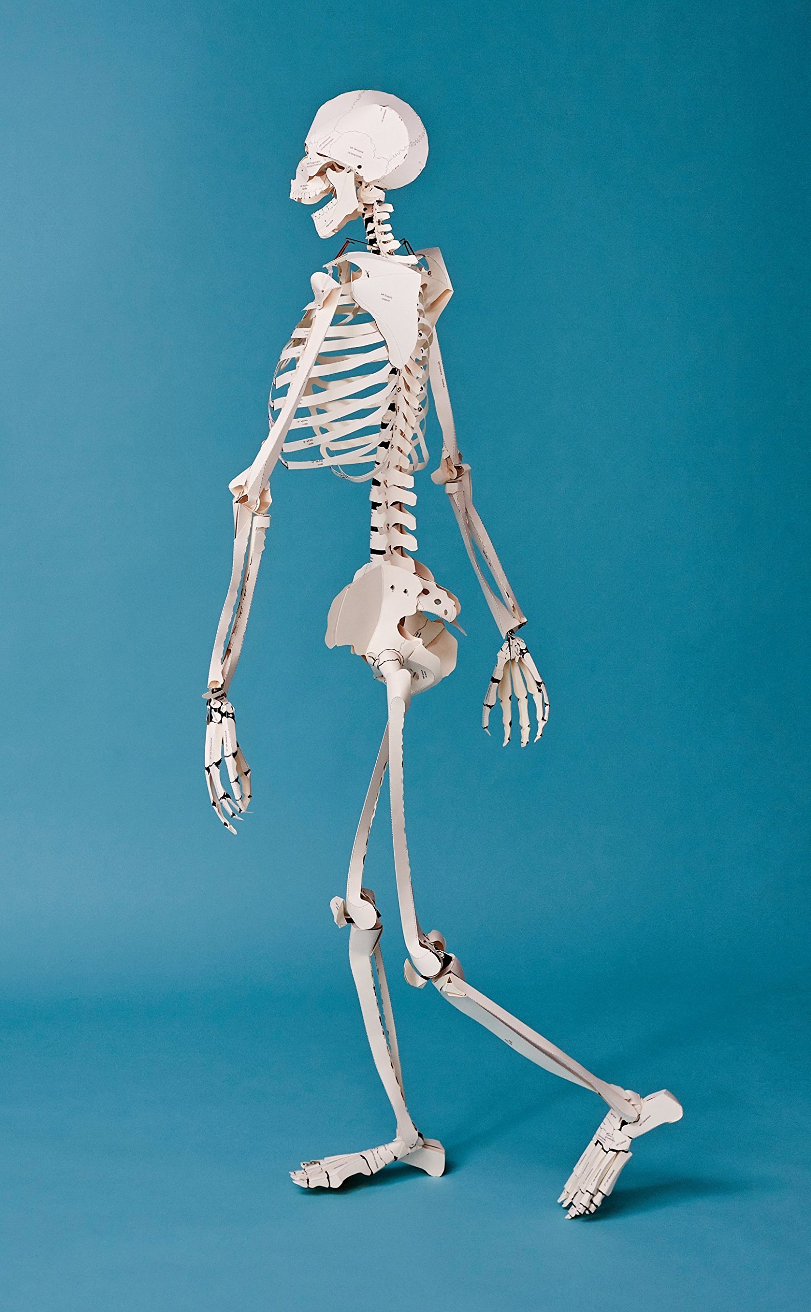 [object Object] «Build Your Own Human Skeleton» - фото №3 - мініатюра