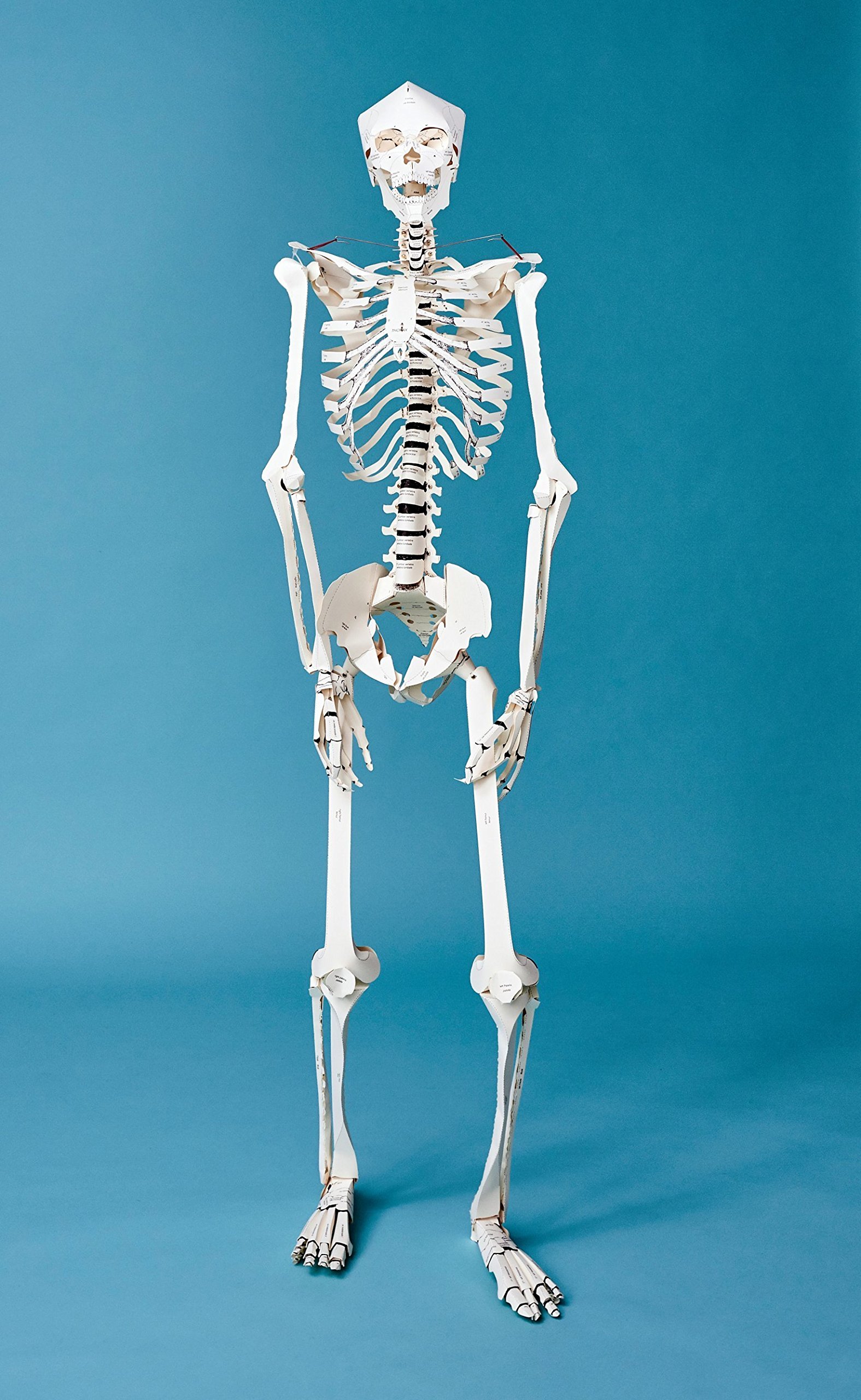 [object Object] «Build Your Own Human Skeleton» - фото №5 - мініатюра