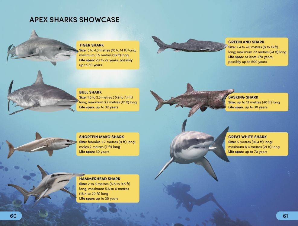 [object Object] «Shark. Apex Predator» - фото №4 - миниатюра