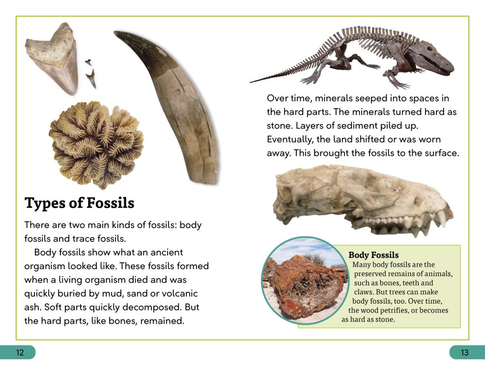 [object Object] «Fossils» - фото №3 - миниатюра