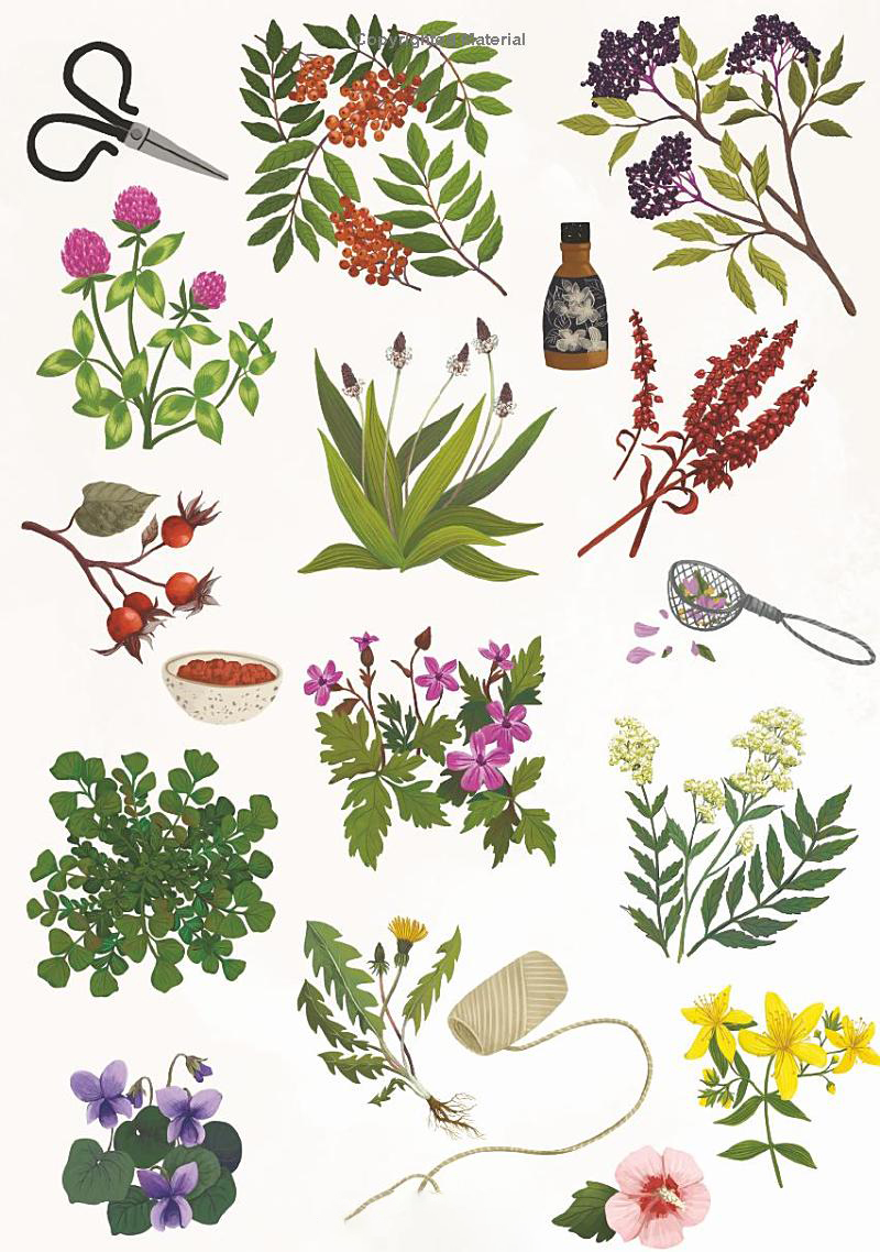 [object Object] «Enchanted Foraging: Wildcrafting for Herbal Remedies, Rituals, and a Magical Life», автор Ебоні Георге - фото №3 - мініатюра