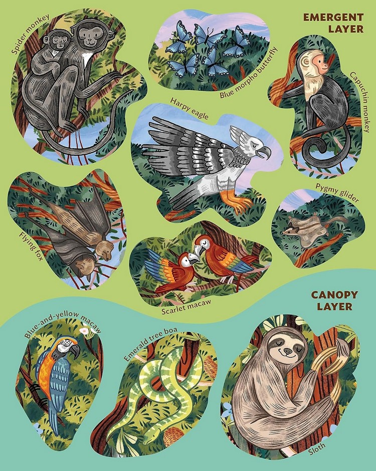 [object Object] «Creatures of the Rainforest Sticker Poster», авторов Элисон Скай, Фиона Оушен - фото №6 - миниатюра