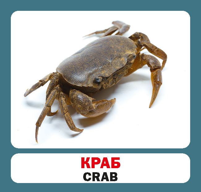 [object Object] «Мешканці морів і океанів / Marine animals. Набір карток» - фото №2 - миниатюра