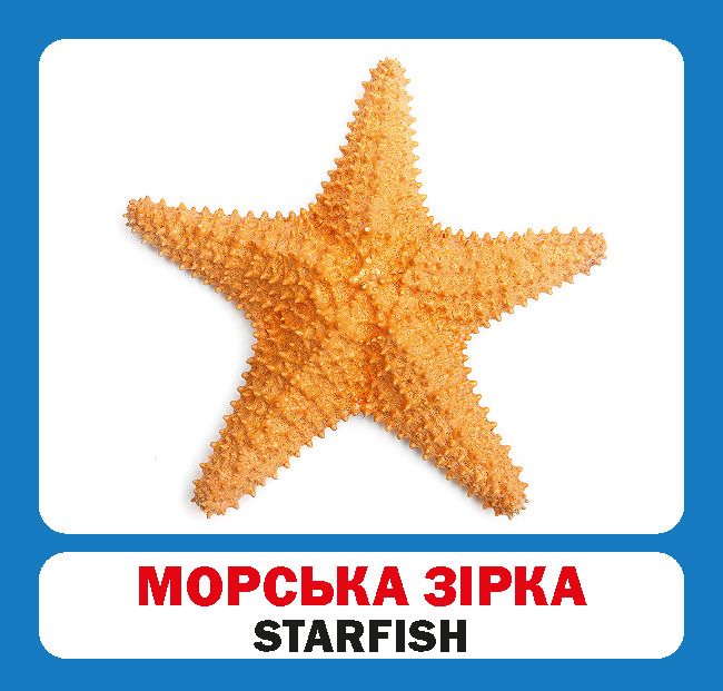 [object Object] «Мешканці морів і океанів / Marine animals. Набір карток» - фото №3 - миниатюра