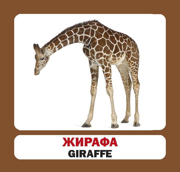 [object Object] «Дикі тварини / Wild animals. Набір карток» - фото №4 - миниатюра